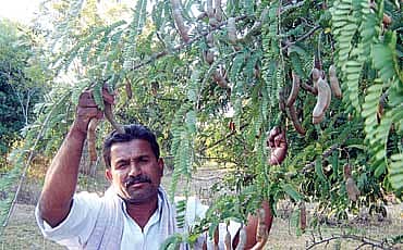 ಹುಣಸೆಗೆ ಜಲದೆಸೆ