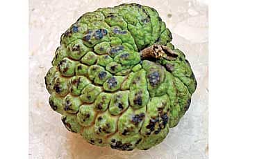 ಸೀತಾಫಲ