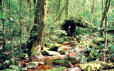 ಮಳೆಕಾಡುಗಳ ಮರೆ