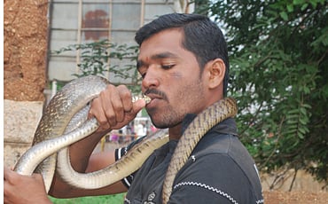 ಹಾವಿಗೊಂದು ಮುತ್ತು