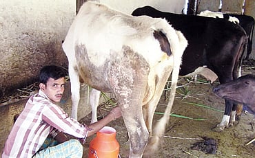 ಹೈನು ದಾರಿ