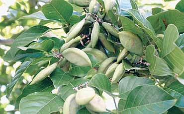 ಹೊಂಗೆನಸು