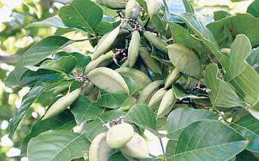 ಹೊಂಗೆನಸು