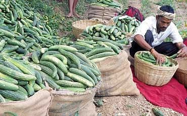 ಸೌತೆ ಸಾವ್ಕಾರ