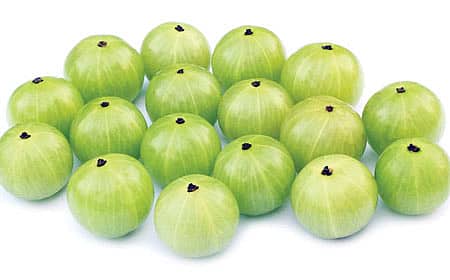 ನೆಲ್ಲಿ ಕಾಂತಿ