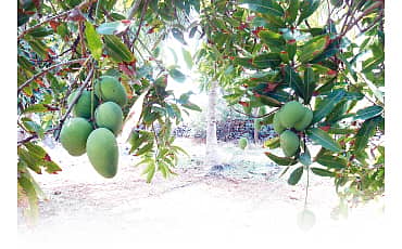 ಸಾಹೇಬರ ತೋಟ