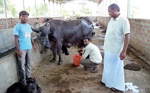 ನೀಲಿ ಹಾಲು!