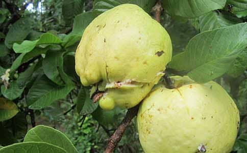 ಸೀಡ್ಲೆಸ್ ಸೀಬೆ!