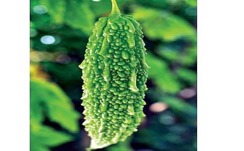 ಹಾಗಲಕಾಯಿ
