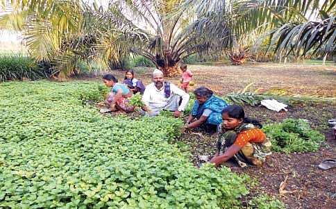 ಪುದಿನಾ ಸುದಿನ