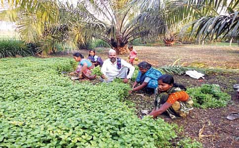ಪುದಿನಾ ಸುದಿನ