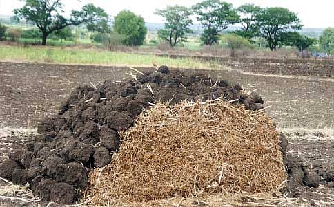ಎಲ್ಲ ಸೀಸನ್ನ ಮೇವು!