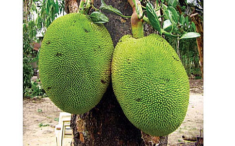 ಹಲಸು