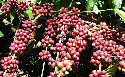 ಕಾಫಿ ಬೆಳೆಗಾರರಲ್ಲಿ ಮೂಡಿದ ಮಂದಹಾಸ