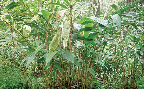 ಏಲಕ್ಕಿ