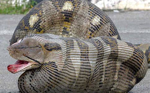 ವಿಚಿತ್ರವಾದರೂ ನಿಜ!