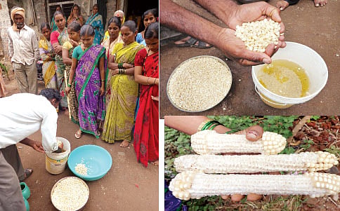 ಮುಸುಕಿನ ಜೋಳಕ್ಕೂ ಚುಚ್ಚುಮದ್ದು!
