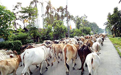 ಹಾಲು ಮಾರ್ಕ್