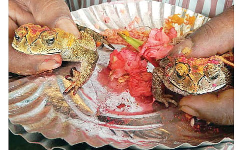 ಮಳೆಮದುವೆ