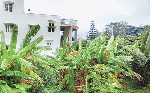 ಸೈಟ್ ಗಾರ್ಡನ್