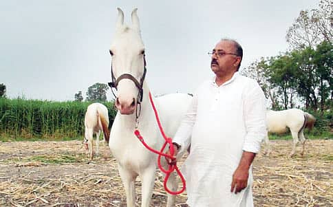 ಕುದುರೆಯ ಕಲ್ಯಾಣದಲ್ಲಿ