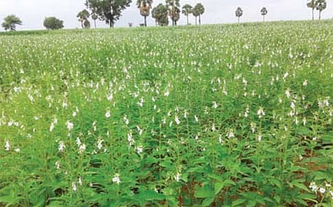 ಎಳ್ಳೆಲ್ಲೂ ನೋಡಲಿ...