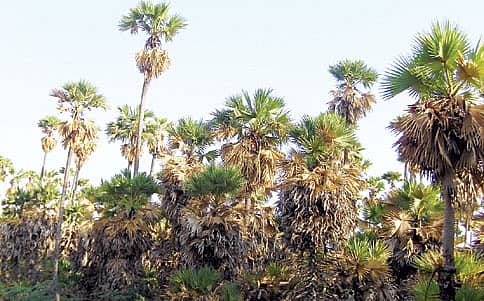 ಹೋಗತಾಳೆ