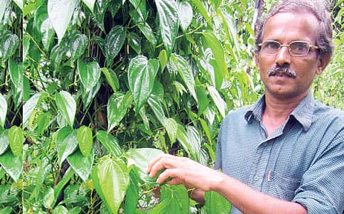 ಎಲೆಮರೆ ಸಾಧಕ