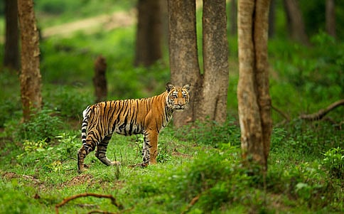 ಬಂಡೀಪುರದಲ್ಲಿ ಗಂಡು ಹುಲಿ ಸಾವು