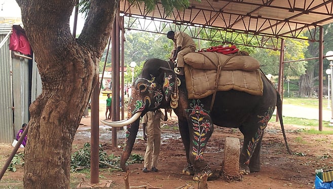 ಅಂಬಾರಿ ಹೊರುವ ಅರ್ಜುನನಿಗೆ ನೀಡುವ ತರಬೇತಿ ಏನು?