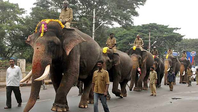 ದಸರಾ ಗಜಪಡೆಯ ವಿವರ