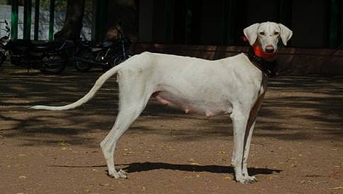 ಸೇನೆಯಲ್ಲಿ ಮುಧೋಳ ನಾಯಿ