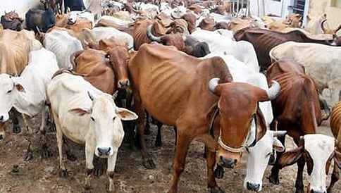 ಬೀಫ್ ದಾಳಿ; ವಹಿವಾಟಿಗೆ ಧಕ್ಕೆ