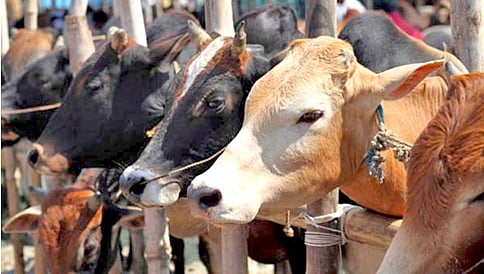 ಗೋಮಾಂಸ ಮಾತ್ರ ವಿವಾದ ಯಾಕೆ? ಶೂ, ಕ್ರಿಕೆಟ್ ಬಾಲ್‌ಗೂ ಬೇಕು ಗೋವಿನ ಚರ್ಮ!