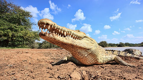 ಬಲೆ ತುಂಡರಿಸುತ್ತಿರುವ ಮೊಸಳೆ