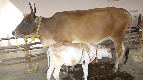 ಆಕಳುಗಳು ಹೆಣ್ಣು ಕರುವಿಗೆ ಮಾತ್ರ ಜನ್ಮ ನೀಡುವಂತೆ ಕೃತಕ ಗರ್ಭಧಾರಣೆ