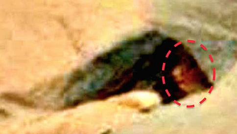 ಮಂಗಳನ ಅಂಗಳದಲ್ಲಿ ಅನ್ಯಗ್ರಹ ಜೀವಿ ಪತ್ತೆ?