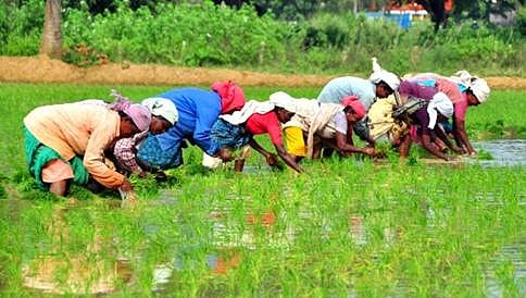 ಕೃಷಿ ಉತ್ಪನ್ನ ರಫ್ತಾದರೆ ಲಾಭದತ್ತ ಭಾರತ