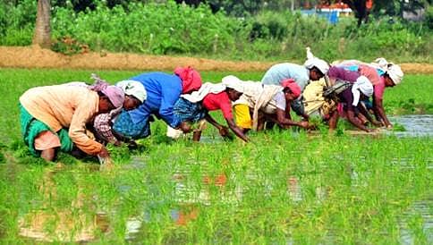 ಕೃಷಿ ಉತ್ಪನ್ನ ರಫ್ತಾದರೆ ಲಾಭದತ್ತ ಭಾರತ