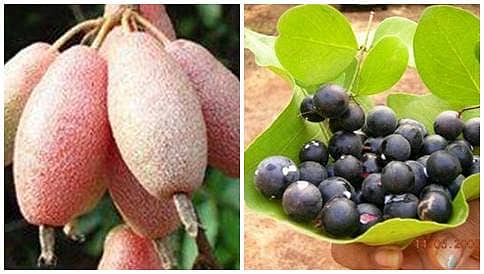 ಹಣ್ಣು ಹೊನ್ನು ಮಣ್ಣು: ಸಣ್ಣರೈತರ ಚಿತ್ತ ಹರಿಯಲಿ ಹಣ್ಣುಗಳತ್ತ