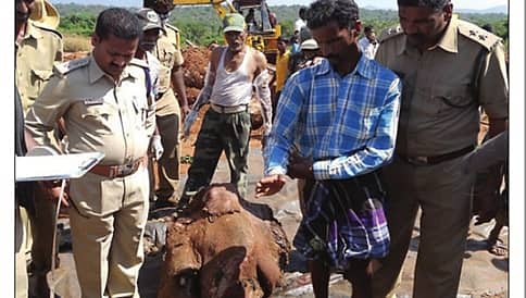 ಮಧ್ಯರಾತ್ರಿವರೆಗೆ ಆನೆಯ ಶವ ಕತ್ತರಿಸಿದ್ದ!