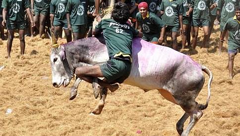 ಜಲ್ಲಿಕಟ್ಟು ಪಂದ್ಯಕ್ಕೆ ಸಿಗಲಿದೆ ಒಪ್ಪಿಗೆ?
