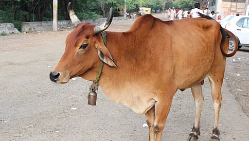 ಗೋಹತ್ಯೆ ವಿರುದ್ಧ ಗೂಂಡಾ ಕಾಯ್ದೆ