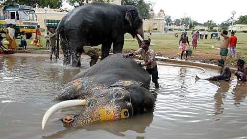 ಮದವೇರಿದ ಆನೆ ಗಜೇಂದ್ರನ ಆರ್ಭಟಕ್ಕೆ ಆನೆ ಶ್ರೀರಾಮ ಬಲಿ