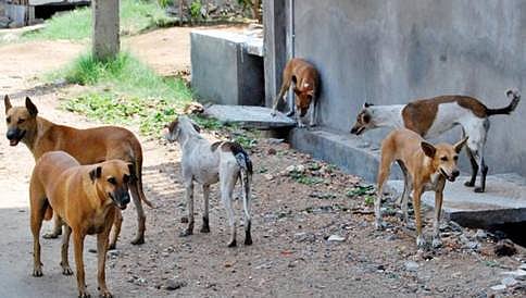 ಬೀದಿನಾಯಿ ದಾಳಿ: ಬಾಲಕ ತೀವ್ರ ಅಸ್ವಸ್ಥ