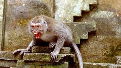 ಸೇಡು ತೀರಿಸುವ ಕೋತಿ