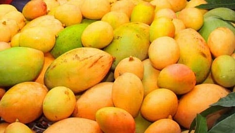 ಮಾವಿನ ಕೃತಕ ಮಾಗುವಿಕೆಗೆ ಕೇರಳದಲ್ಲಿ ನಿಷೇಧ