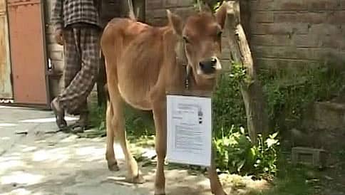ಗೋವು ಪರೀಕ್ಷೆ ಬರೆಯಲಿಲ್ಲ