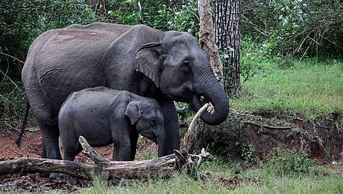 ಬಂಡೀಪುರದಲ್ಲಿ ಆನೆ ಕಂದಕ: ತಪ್ಪಿದ ಆತಂಕ