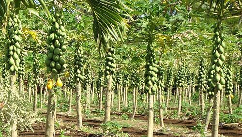 ಕಡಿಮೆ ಖರ್ಚಿನಲ್ಲಿ ಬೆಳೆಯಿರಿ ಪಪ್ಪಾಯ: ಗಳಿಸಿ ಅಧಿಕ ಆದಾಯ